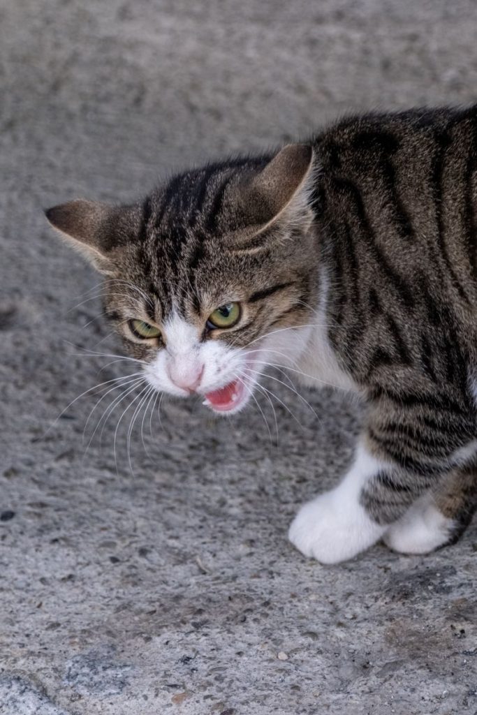 A close-up view of an aggressive tabby cat hissing on a concrete surface outdoors.