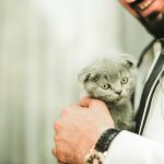 A man in a suit holding a small gray kitten indoors, close-up view.