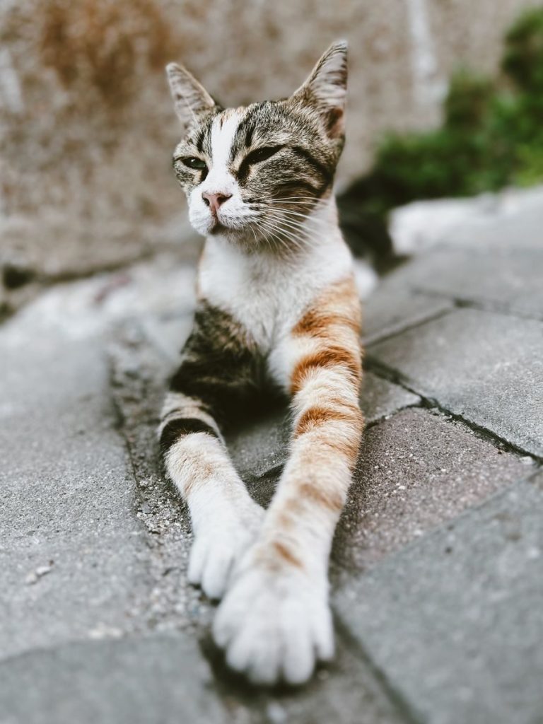 Close-up of a calico cat stretched out on urban pavement, exuding calmness.