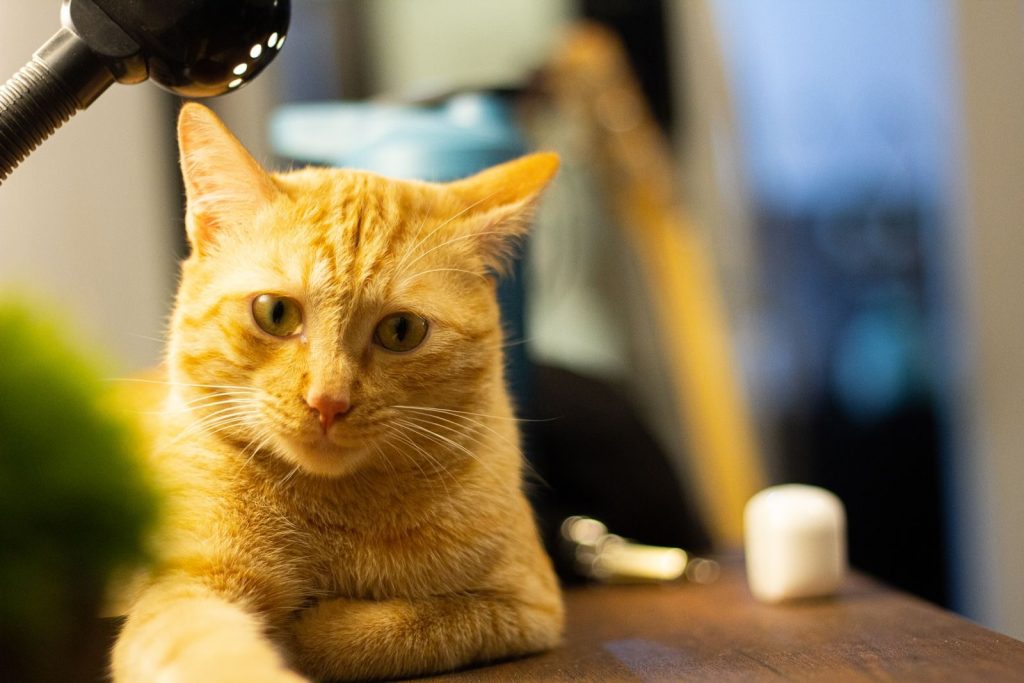 Close-up portrait of a ginger cat lounging on a desk under warm lighting, creating a cozy indoor ambiance.