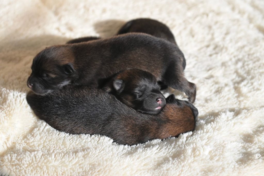 Three cute black puppies resting on a soft white blanket, capturing a peaceful moment.