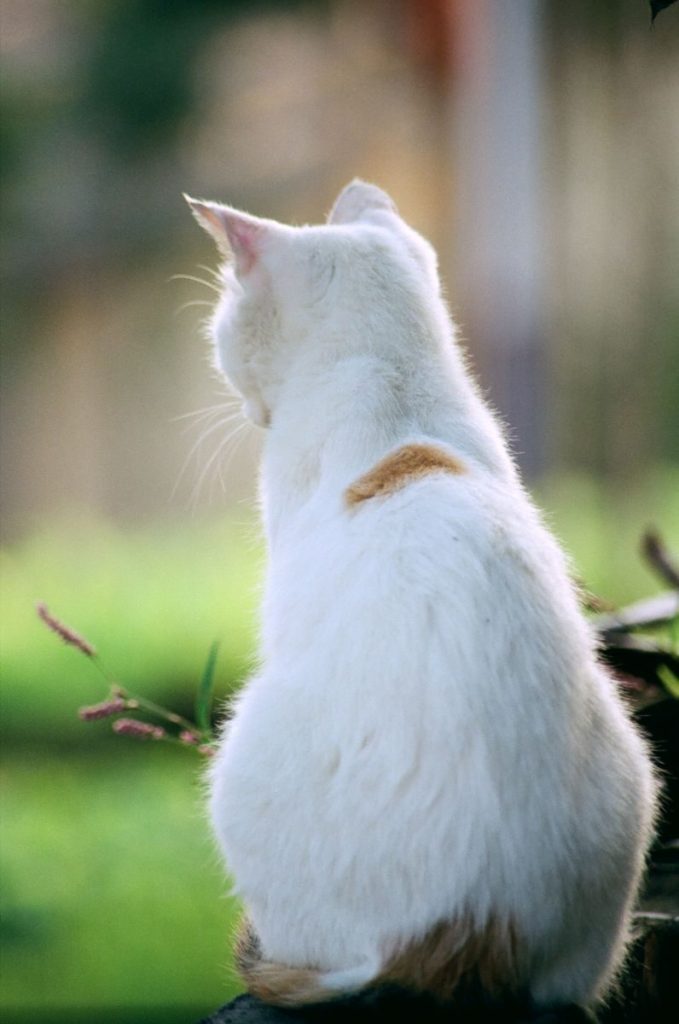 Back view of a white cat sitting outdoors in a sunlit garden observing surroundings.