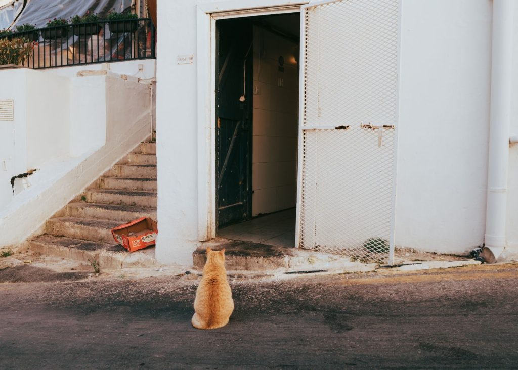 Ginger cat sits alone on city street near open garage door with stairs.
