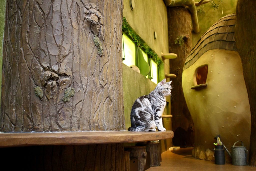 A cute cat sitting on a bench in a whimsical Tokyo cat cafe interior.