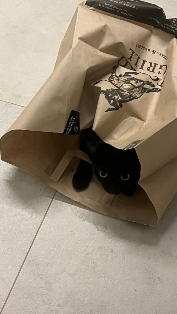 Adorable black cat peeks out of a paper bag, displaying playful curiosity.