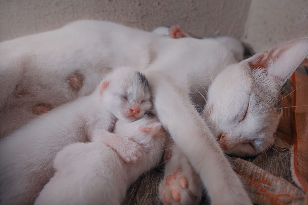 A serene image of a white cat sleeping with her kittens, close-up view.