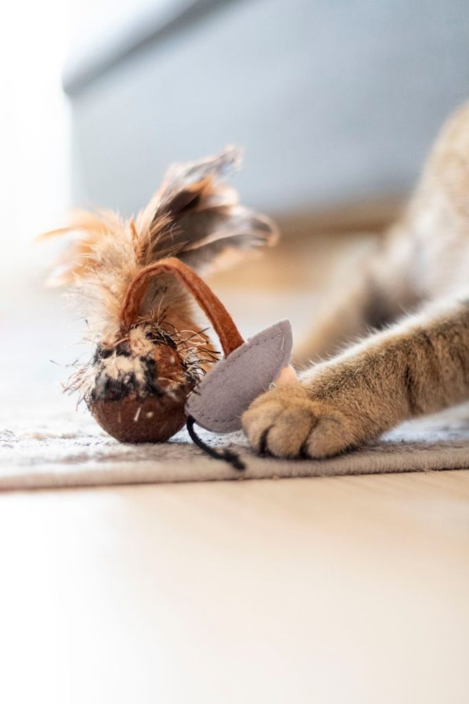 Adorable close-up of a cat paw interacting with a feathered toy on the floor, indoors.