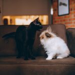 A charming photo of a black cat and a fluffy rabbit sharing a brown couch indoors.