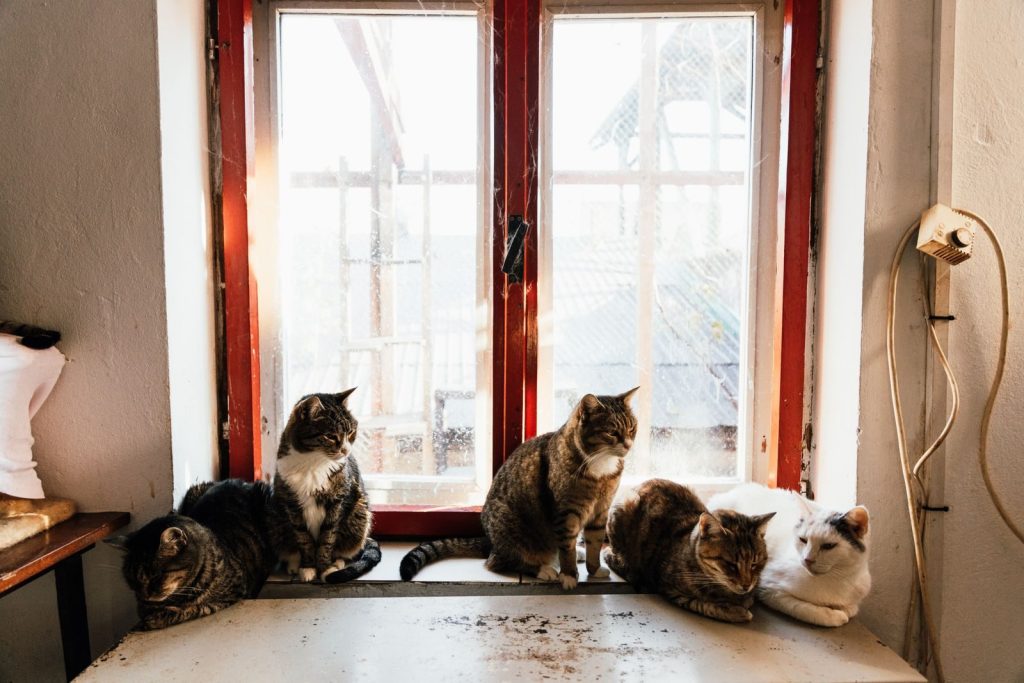 Five cats lounging on an indoor window sill, basking in sunlight through a rustic window.