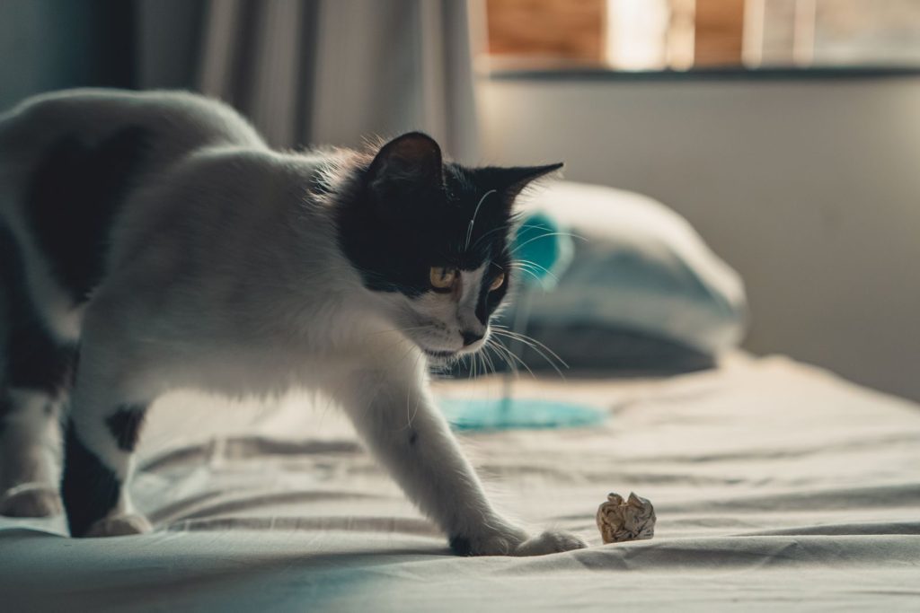 Black and white cat playing with a paper ball on a sunlit bed in a cozy bedroom.