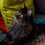 A fluffy Maine Coon cat with green eyes relaxing indoors on vibrant cushions, showcasing its furry coat.