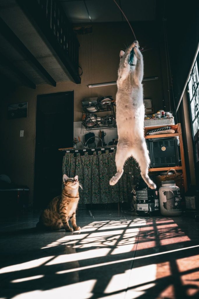 Two cats playing indoors in warm sunlight, captured mid-motion in a cozy kitchen setting.