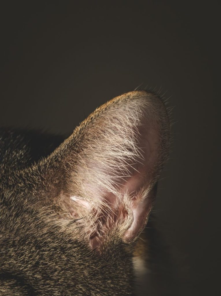 Intricate close-up shot of a cat's furry ear, highlighting texture and details.
