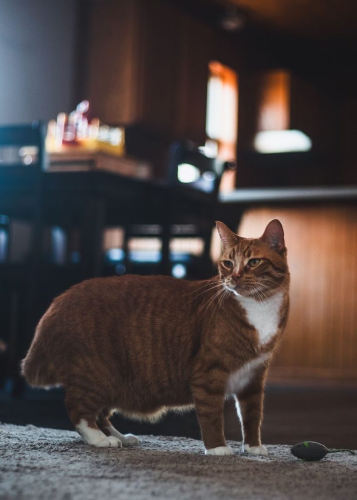 Cute domestic orange and white cat standing on a rug in a cozy home setting.