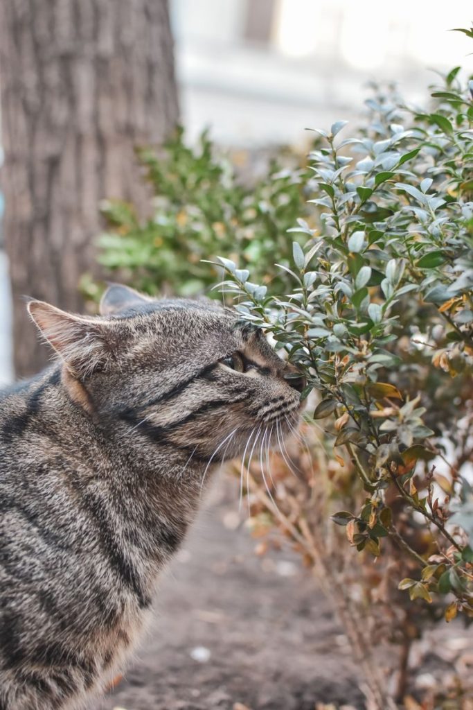 A gray tabby cat investigates a green shrub outdoors, showcasing natural curiosity.