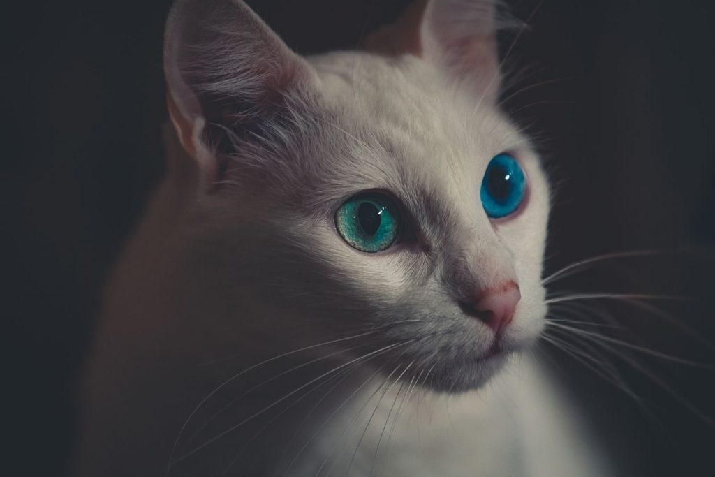 Close-up of a white cat with striking heterochromia eyes, showcasing its unique gaze.