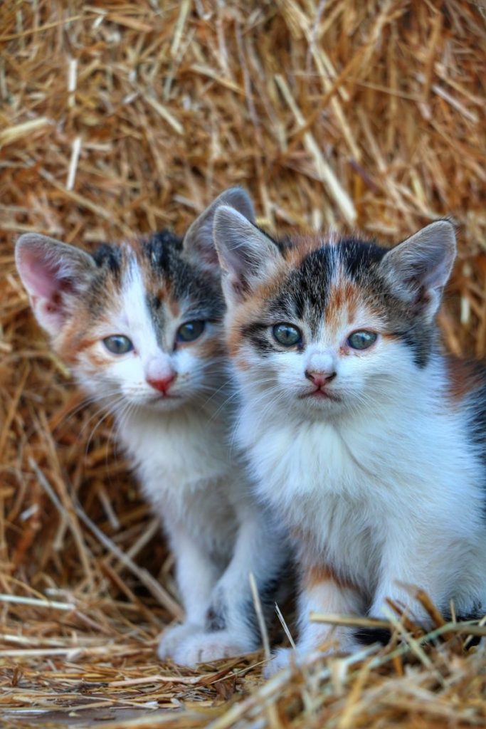 Close-up of two cute tabby kittens sitting together in a haystack, showcasing their soft fur.