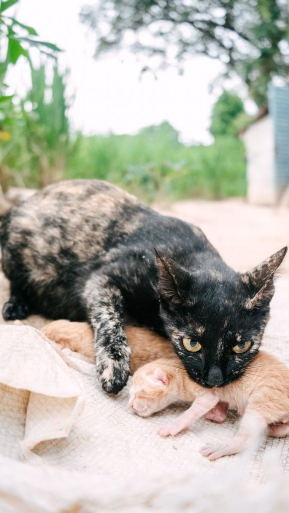 A mother cat lying with her kittens on a mat outdoors, showcasing natural feline behavior.