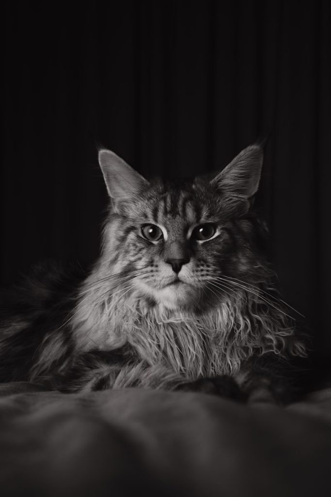 Black and white portrait of a Maine Coon cat showcasing its distinct fur and serious expression.