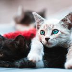 selective focus photography brown cat lying over black cat