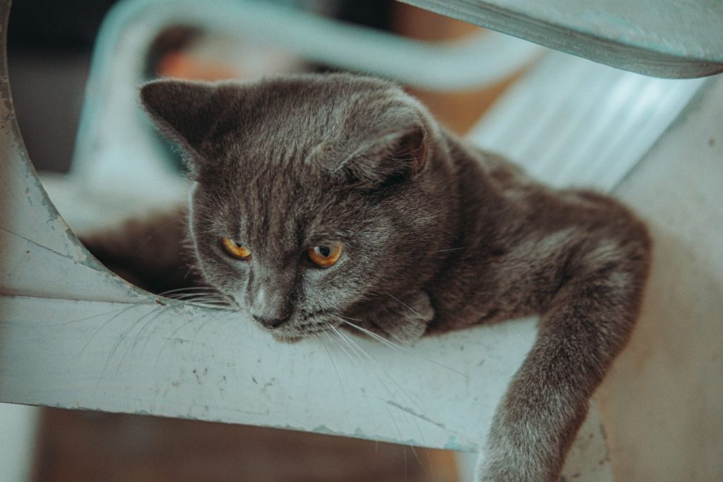 Close-up of a curious British Shorthair cat with gray fur lounging on a white chair indoors.