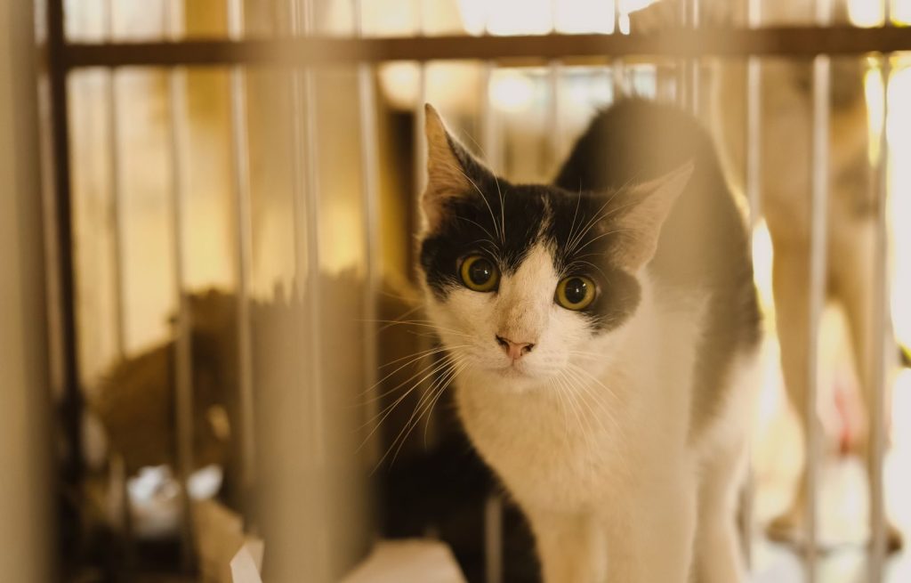 Close-up of a black and white cat in a cage looking curiously through the bars.