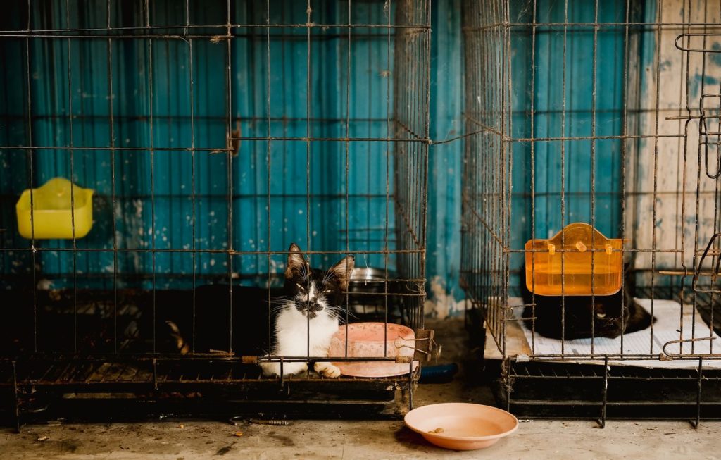 Black and white cat lying down in a metal cage behind bars with an orange water dispenser nearby.