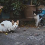 Two cats sit on urban pavement surrounded by plants. Selective focus highlights the foreground cat.