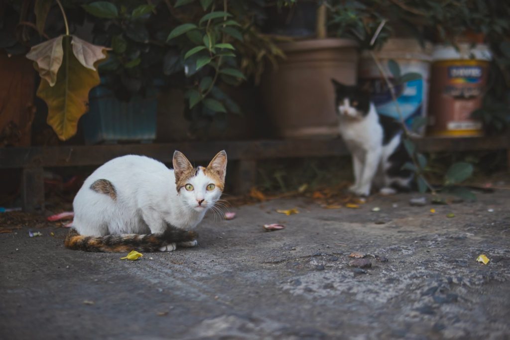 Two cats sit on urban pavement surrounded by plants. Selective focus highlights the foreground cat.