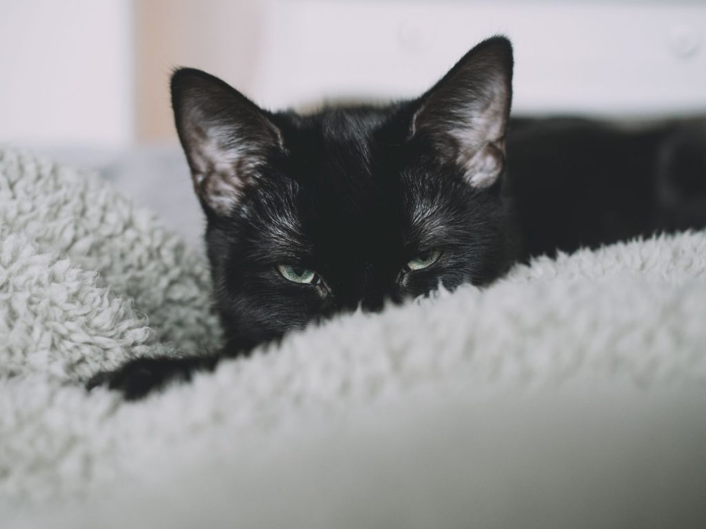 A cute black cat, peeking out of a soft gray blanket, chilling indoors.