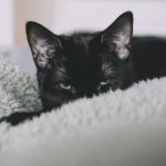 A cute black cat, peeking out of a soft gray blanket, chilling indoors.