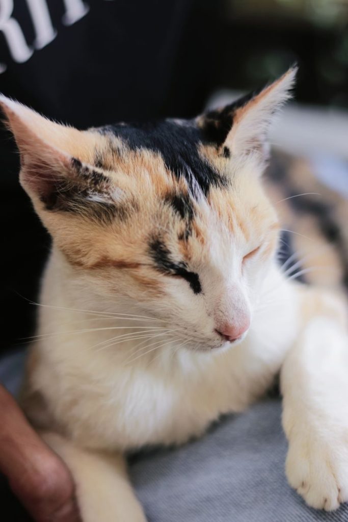 A peaceful close-up of a sleepy calico cat resting indoors, highlighting its unique fur pattern.