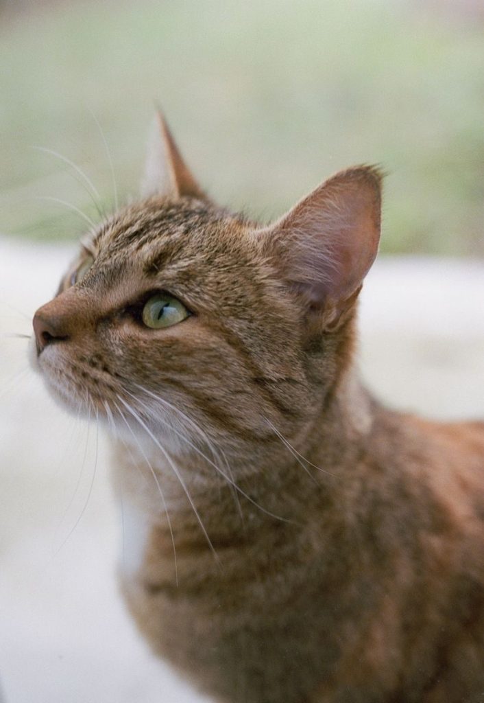 Detailed portrait of a tabby cat looking intently, ideal for pet lovers.