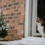 A fluffy tabby cat curiously looks outside at the snowy backyard from an open window.