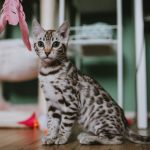 Adorable Bengal kitten playing indoors with pink feather toy.