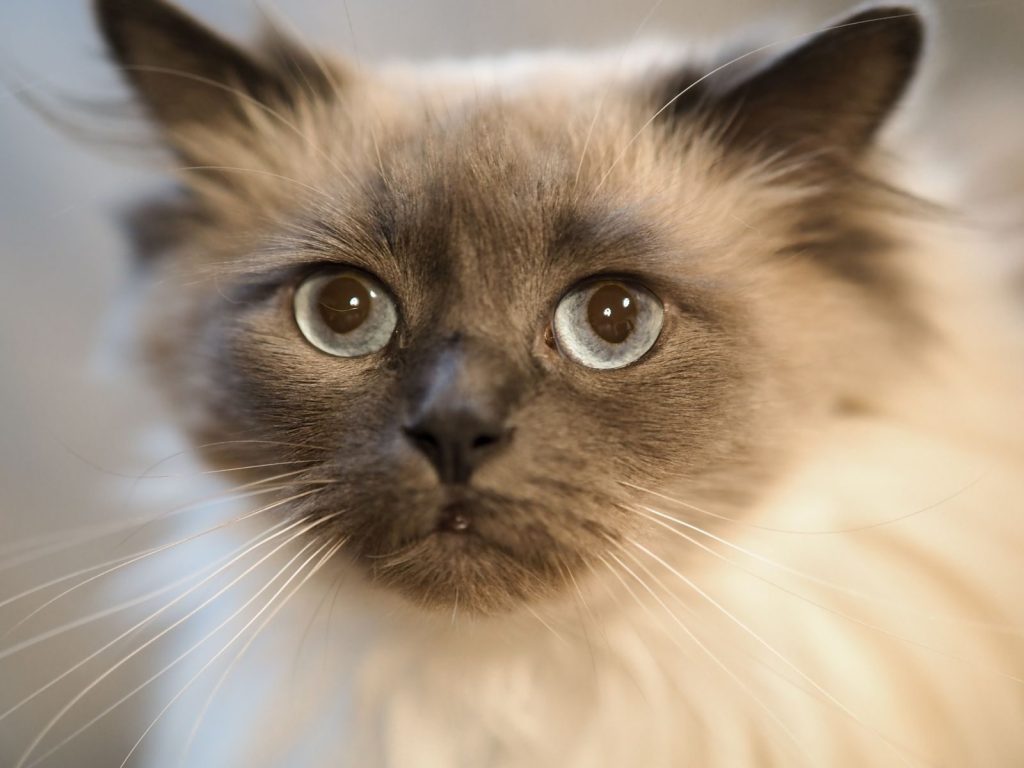 Adorable Ragdoll cat with bright blue eyes and fluffy fur captured in a closeup shot.