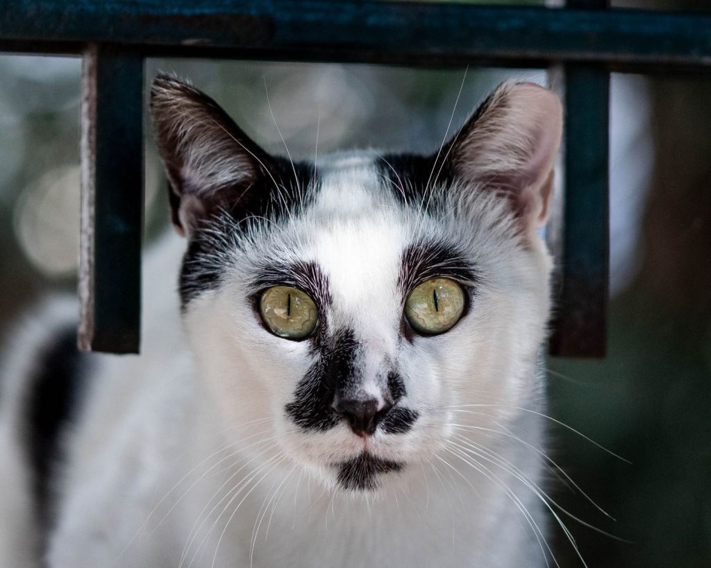 Intimate close-up of a black and white cat with striking green eyes, framed by iron bars.