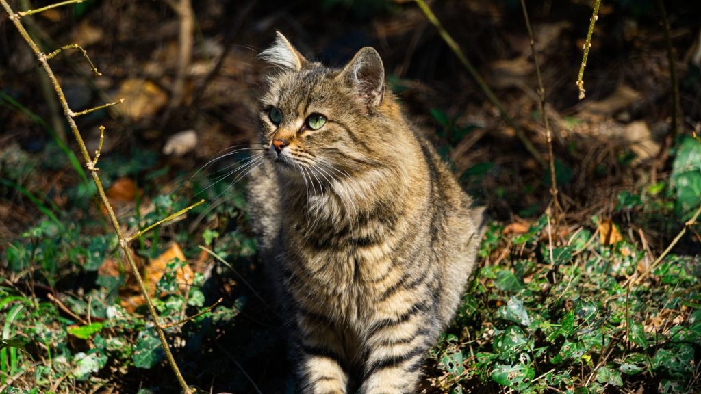 A tabby cat with green eyes sitting outdoors among plants and leaves.