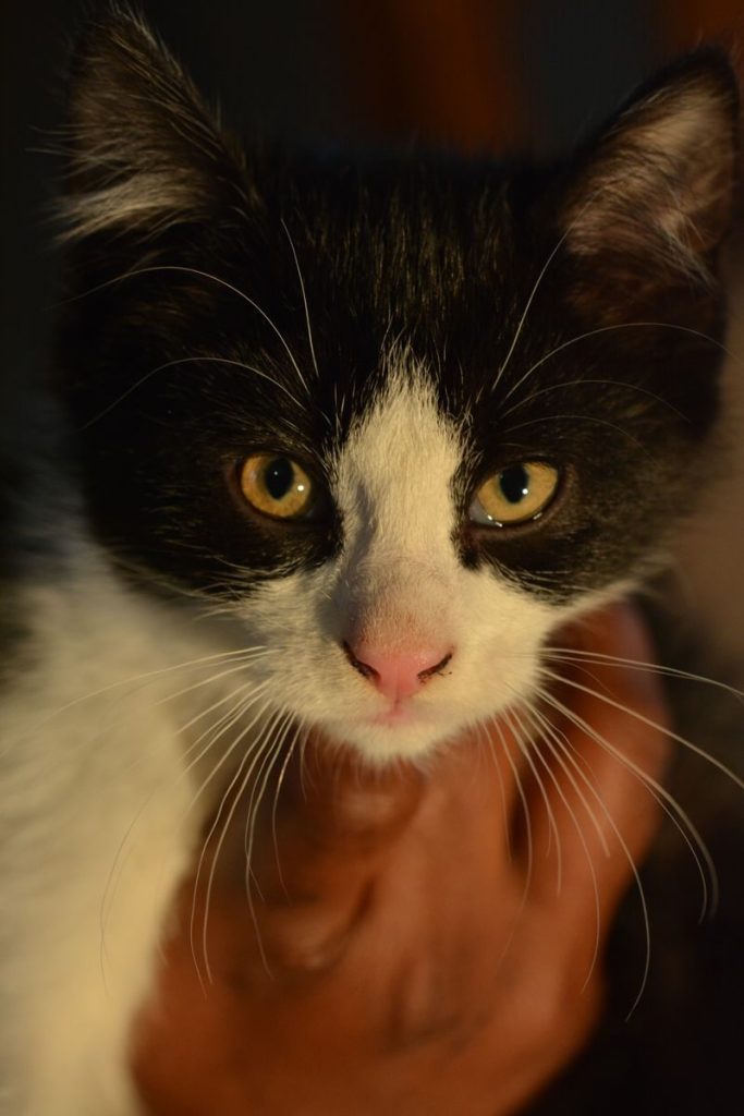Charming close-up of a black and white kitten with striking eyes in warm sunlight.