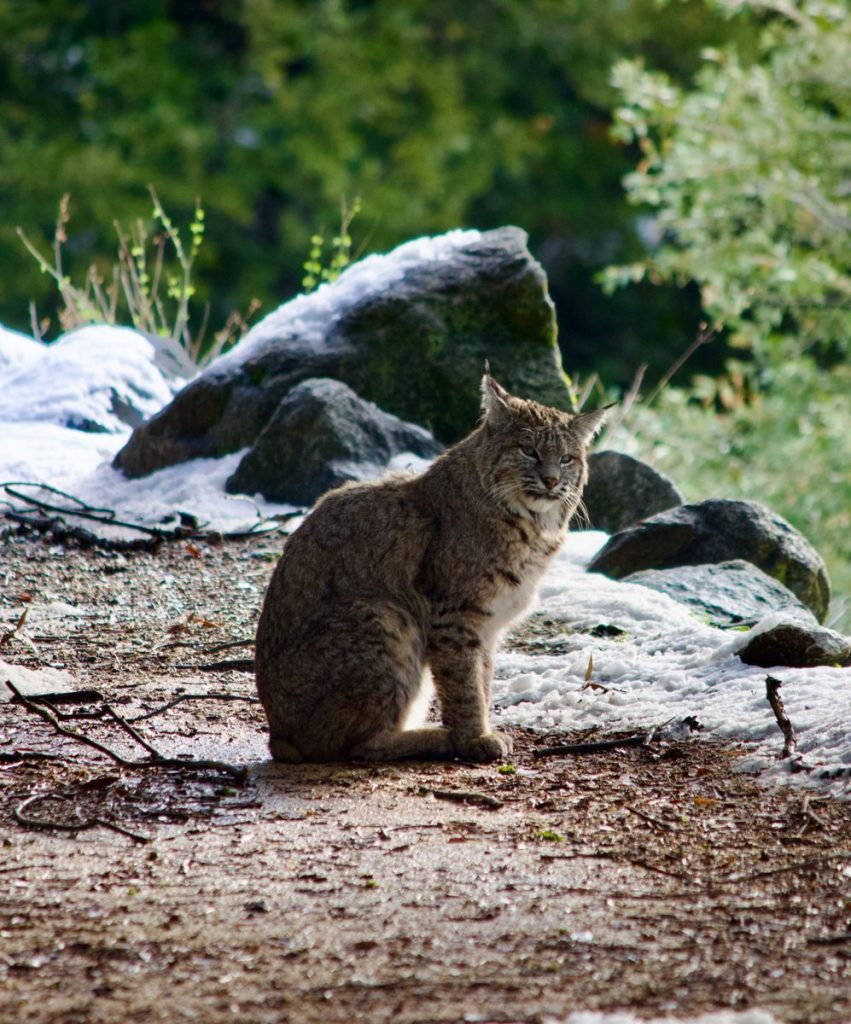 A bobcat sits on a rocky surface in a lush California wilderness setting, captured during daylight.