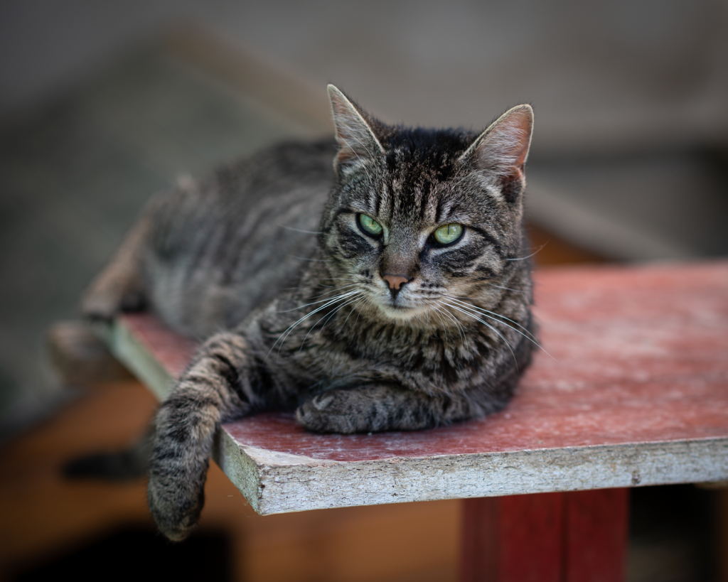 A calm tabby cat with green eyes lying on a wooden table outdoors.