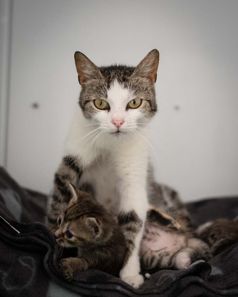 A tender moment of a mother cat with her kitten in a warm indoor setting.