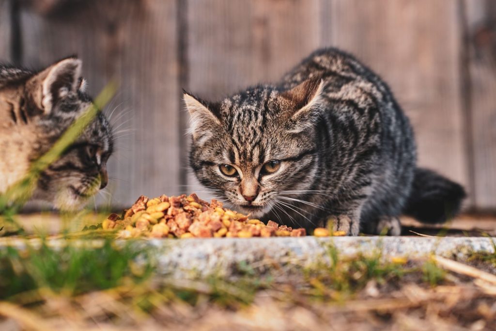 Two tabby kittens enjoy a meal outdoors in Garešnica, Croatia, showcasing animal life.
