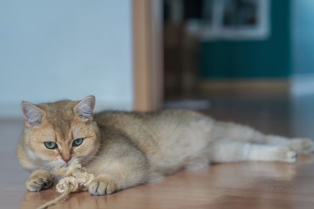 Adorable tabby cat lying on the floor playing with a rope toy indoors.