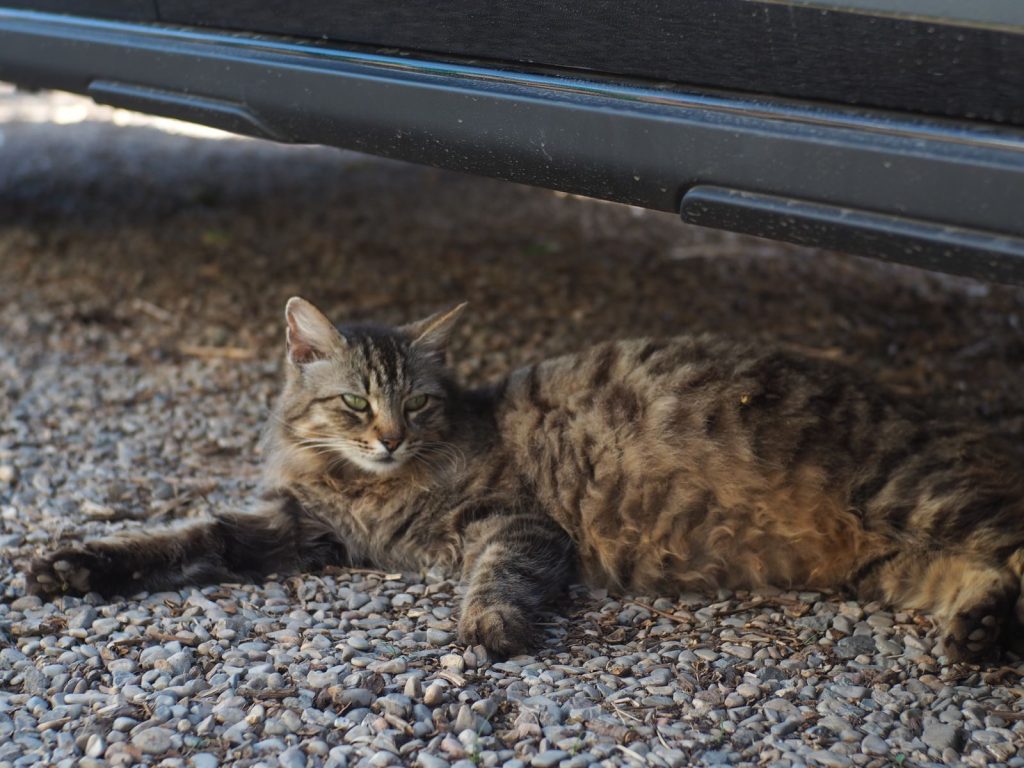 A fluffy tabby cat lounging comfortably in the shade under a vehicle on a bed of gravel.