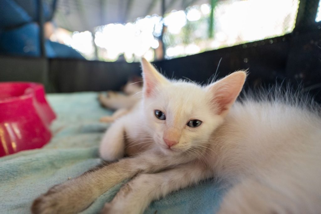 A serene white kitten lying indoors in a cozy environment in Mexico City.