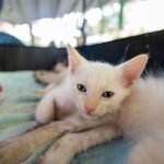 A serene white kitten lying indoors in a cozy environment in Mexico City.