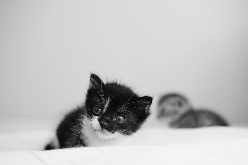 Adorable black and white kitten with a curious gaze resting on a white duvet. Perfect for pet lovers.