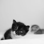 Adorable black and white kitten with a curious gaze resting on a white duvet. Perfect for pet lovers.