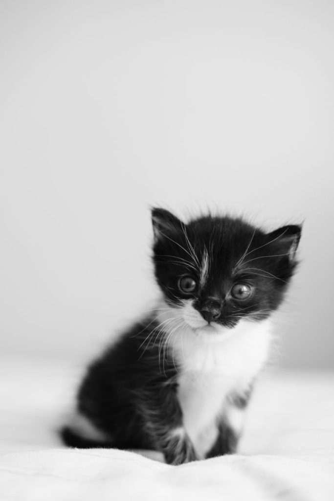 Close-up black and white portrait of an adorable kitten with a soft background.